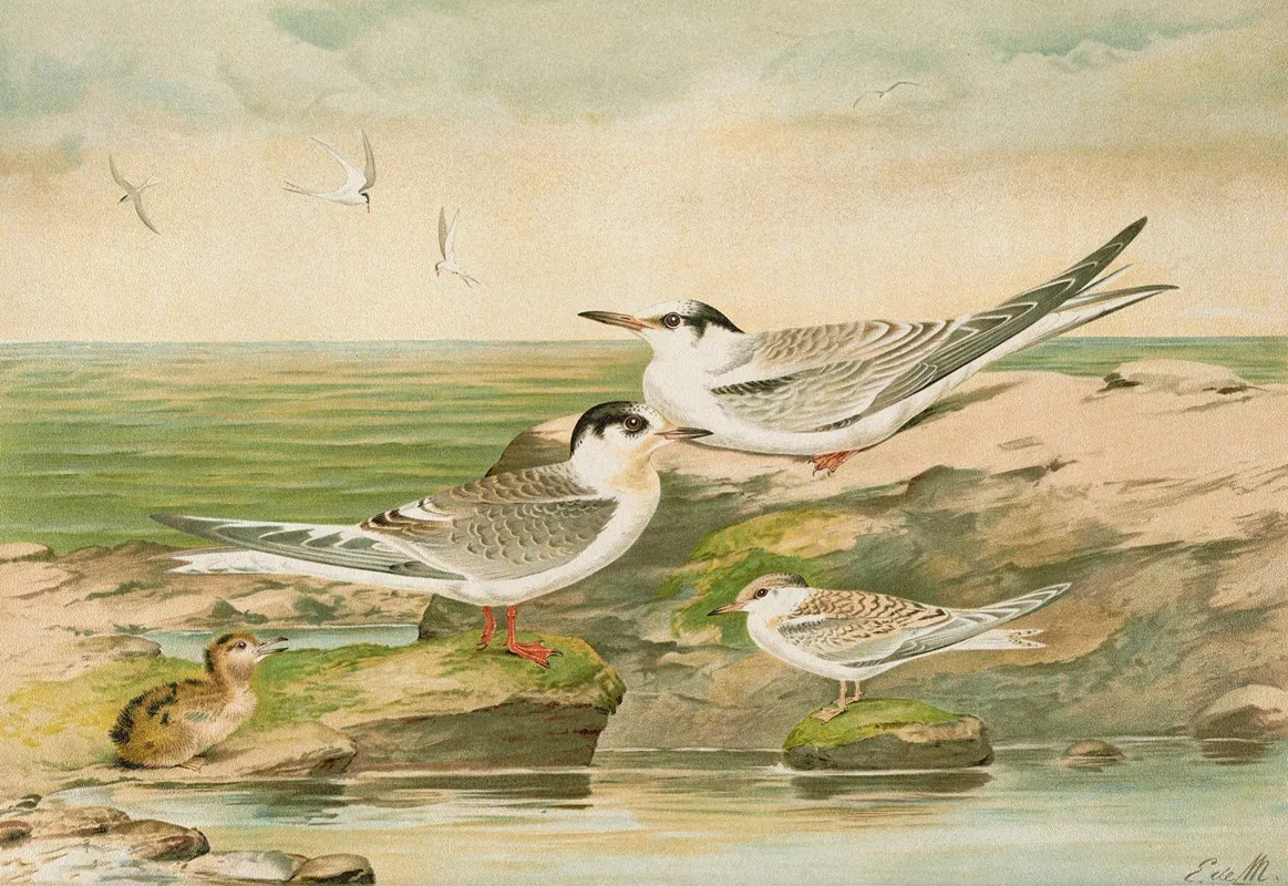 Sterna Minuta Sterna Macrura Sterna Hirundo 2 Wall Art by Johann Friedrich Naumann - High-Resolution Digital Print