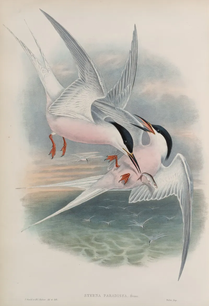 Sterna Paradisea Roseate Tern Wall Art by John Gould - High-Resolution Digital Print