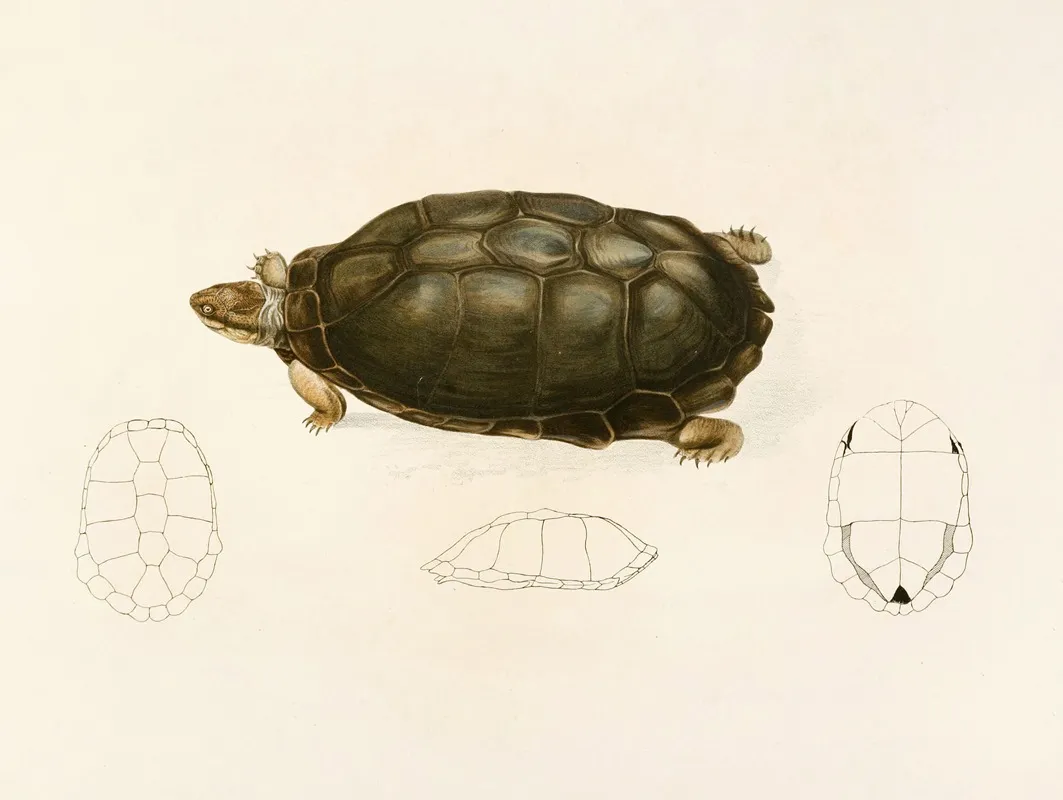 Sternotherus Sinuatus Wall Art by Sir Andrew Smith - High-Resolution Digital Print