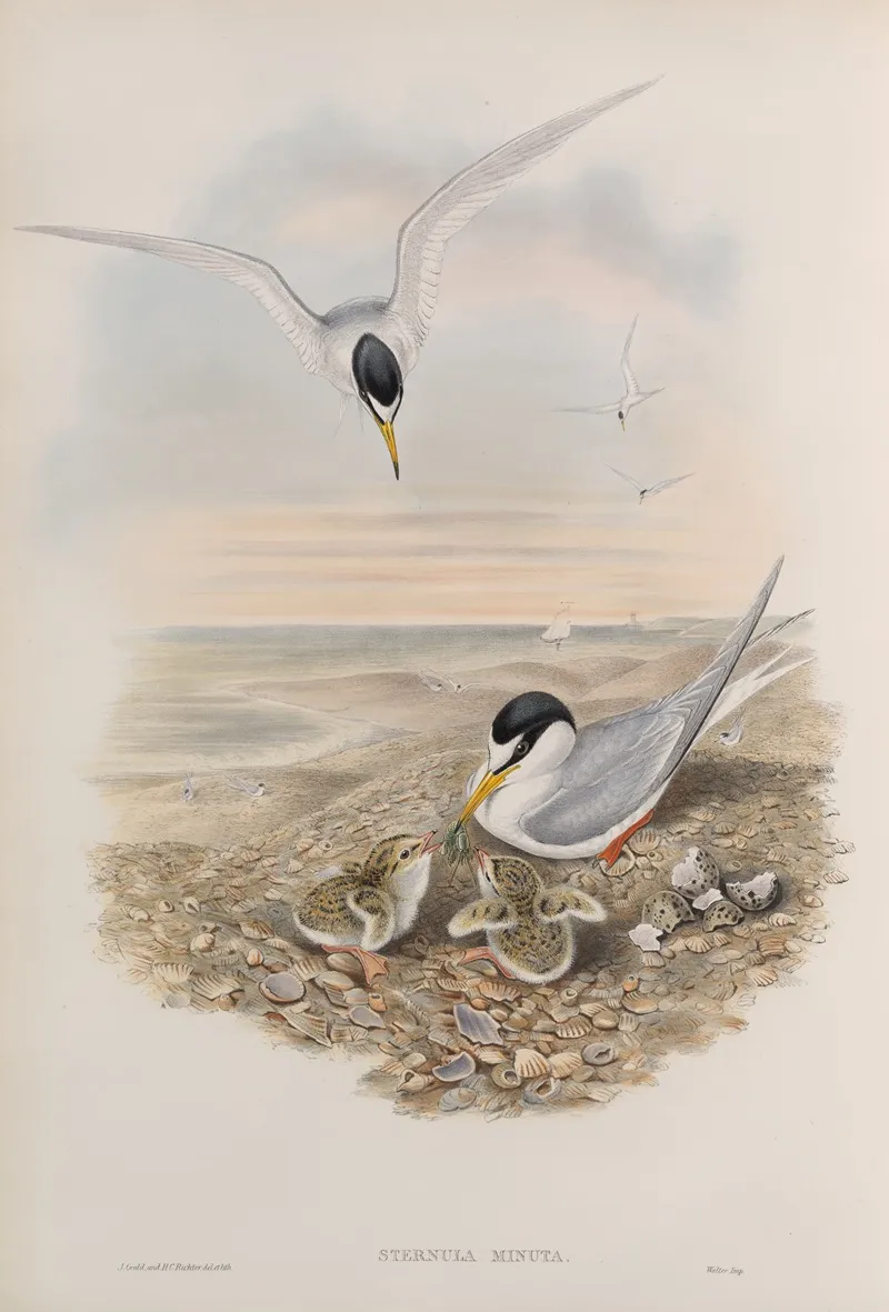 Sternula Minuta Little Tern Wall Art by John Gould - High-Resolution Digital Print
