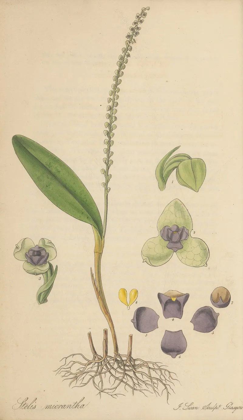 Stetis Micrantha Wall Art by William Jackson Hooker - High-Resolution Digital Print