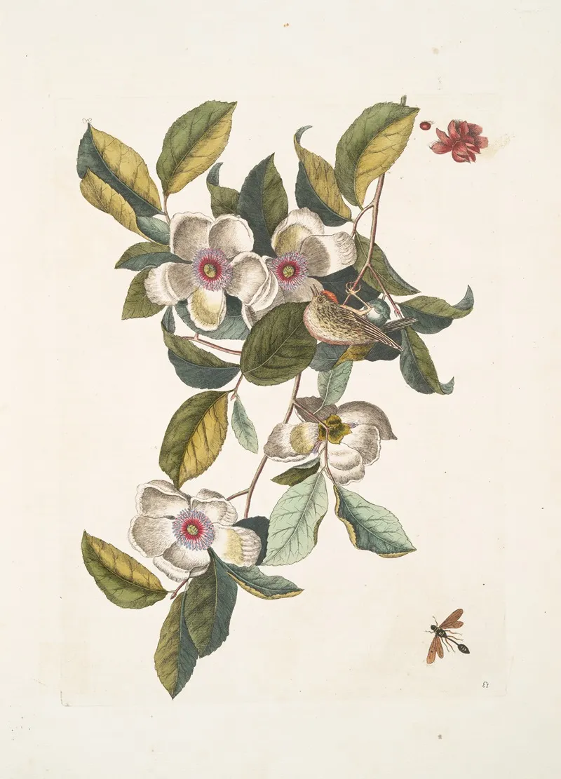 Steuartia Regulus Cristatus Vespa Ichneumon Wall Art by Mark Catesby - High-Resolution Digital Print