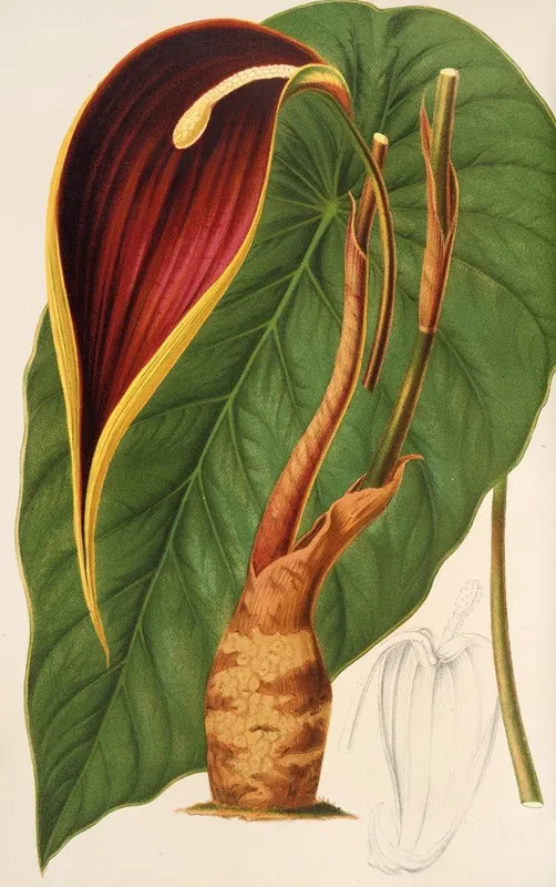 Steudnera Colocasioefolia Wall Art by Charles Antoine Lemaire - High-Resolution Digital Print