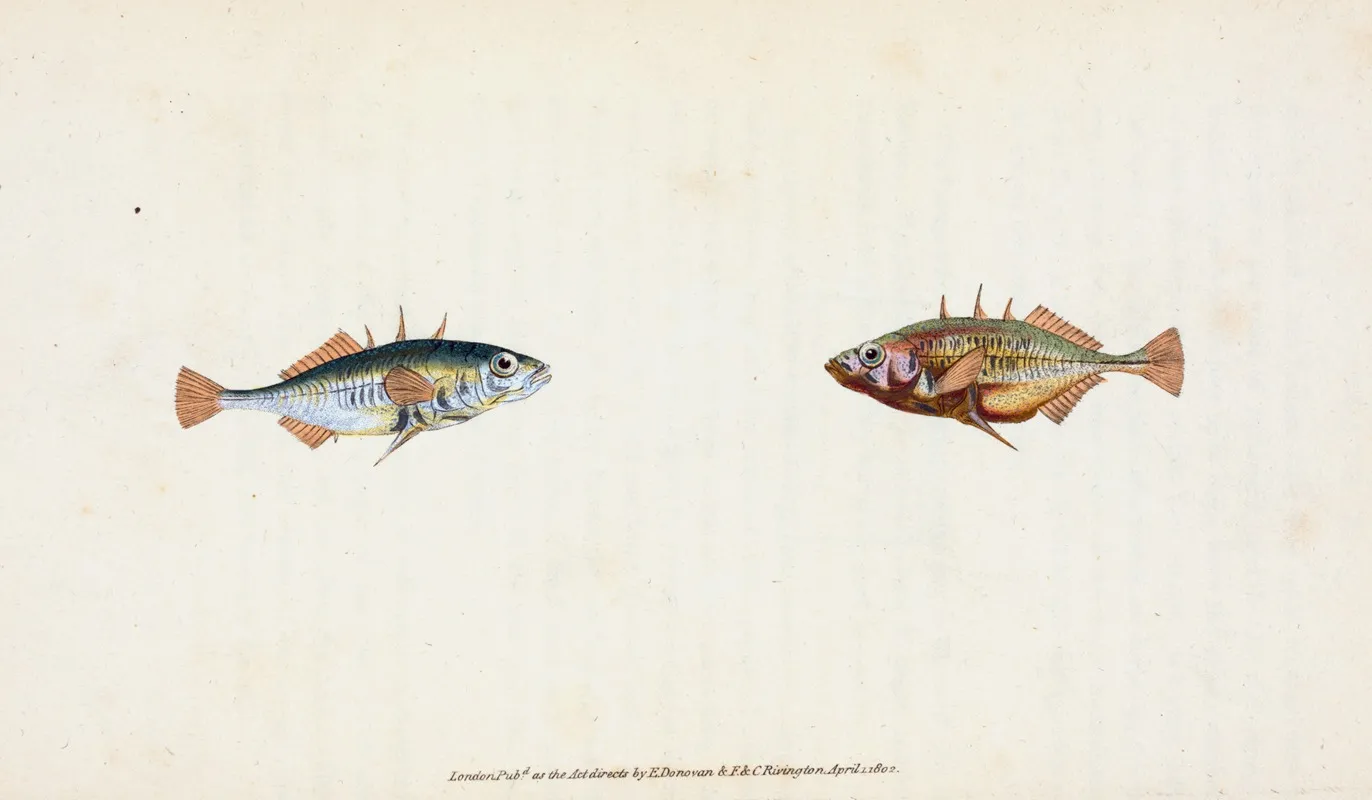 Stickleback Three Spined Gasterosteus Aculeatus Wall Art by Edward Donovan - High-Resolution Digital Print
