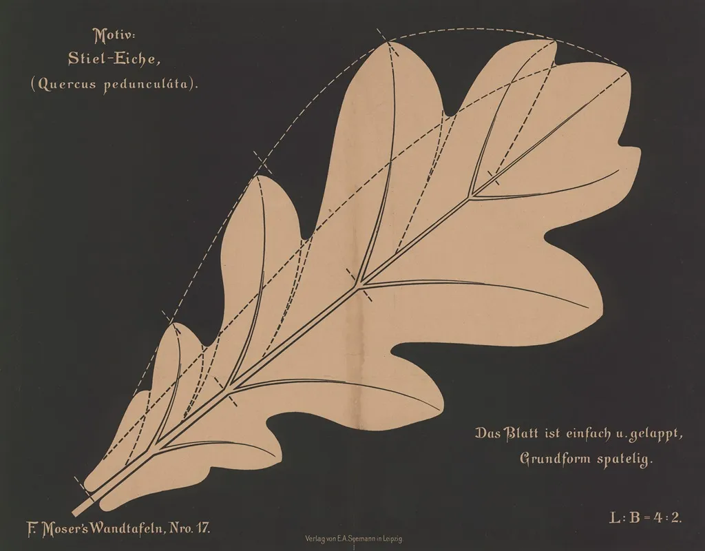 Stiel Eiche Quercus Pedunculata Wall Art by Ferdinand Moser - High-Resolution Digital Print