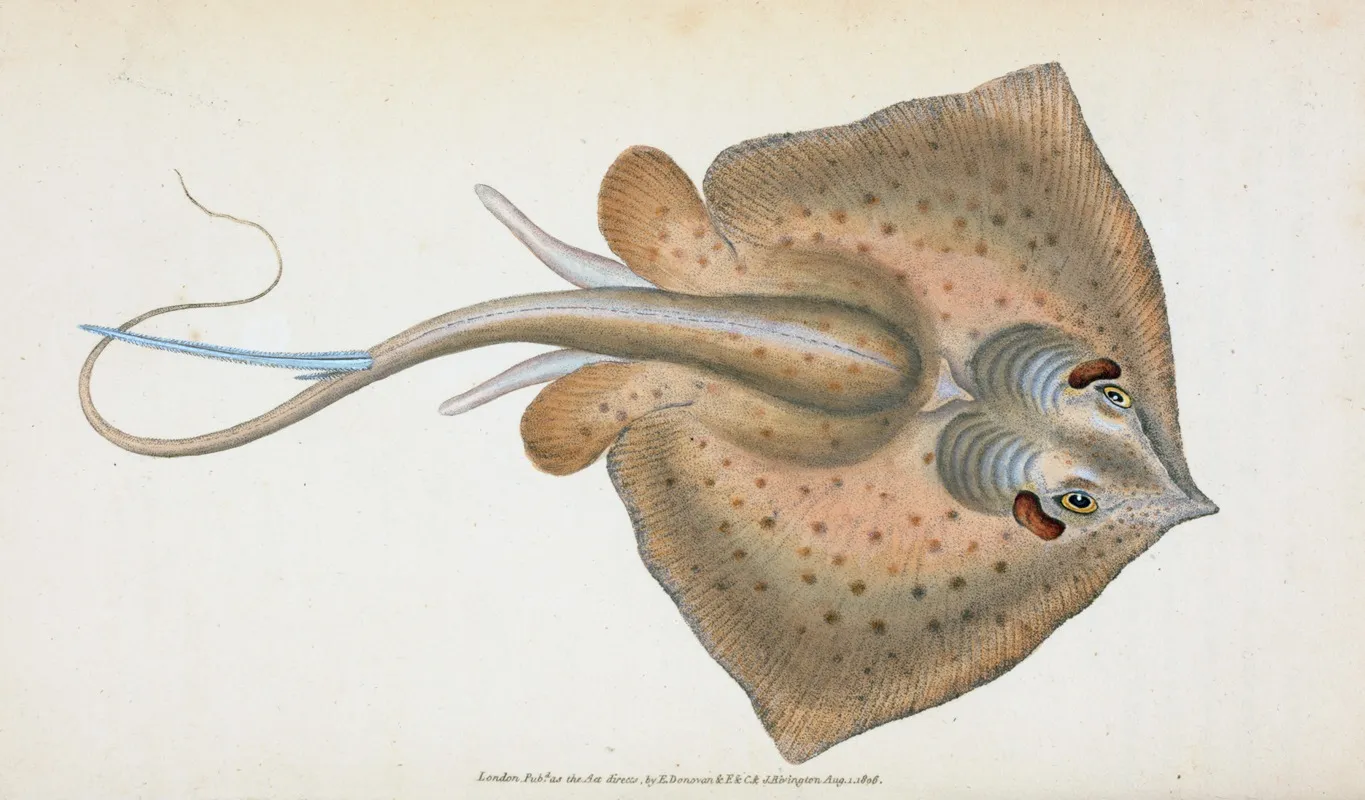 Sting Ray Raja Pastinaca Wall Art by Edward Donovan - High-Resolution Digital Print