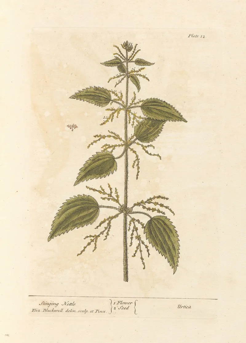 Stinging Nettle Wall Art by Elizabeth Blackwell - High-Resolution Digital Print