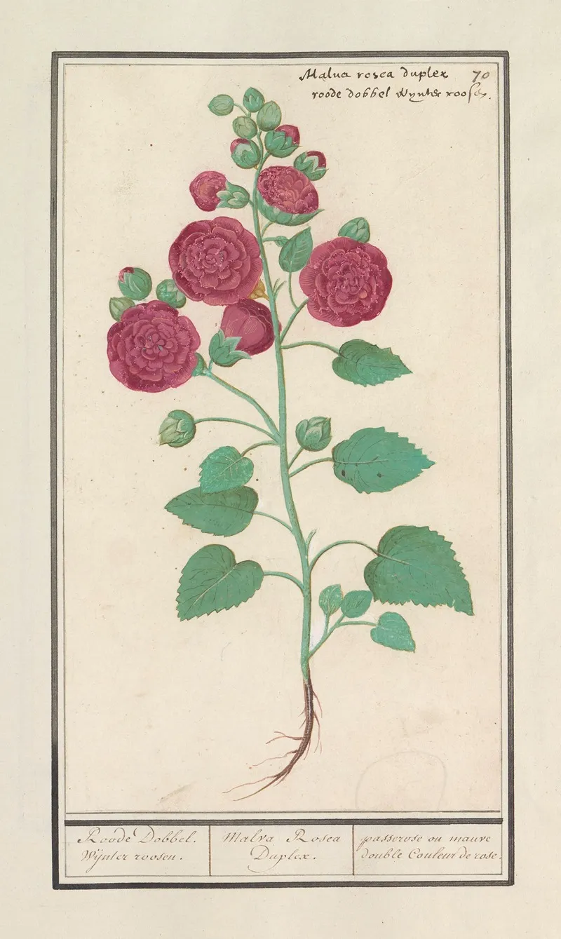 Stokroos Alcea Rosea Roode Dobbel Wijnter Roosen Wall Art by Anselmus Boëtius de Boodt - High-Resolution Digital Print