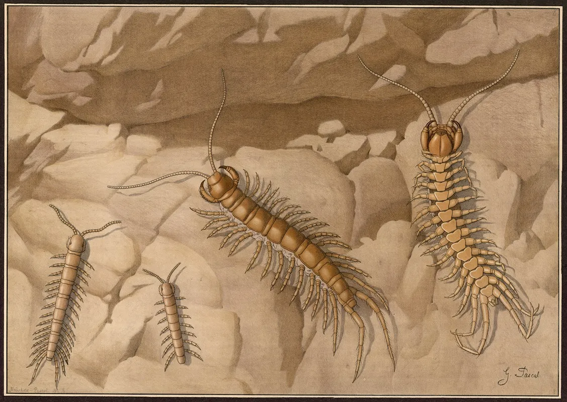 Stone Centipedes Lithobius Wall Art by G. Pascal - High-Resolution Digital Print