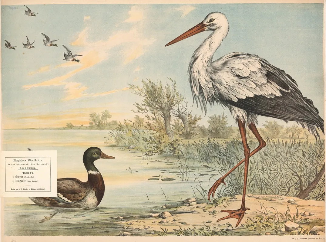 Storch Ciconia Alba Wildente Anas Boschas Wall Art by Franz Engleder - High-Resolution Digital Print