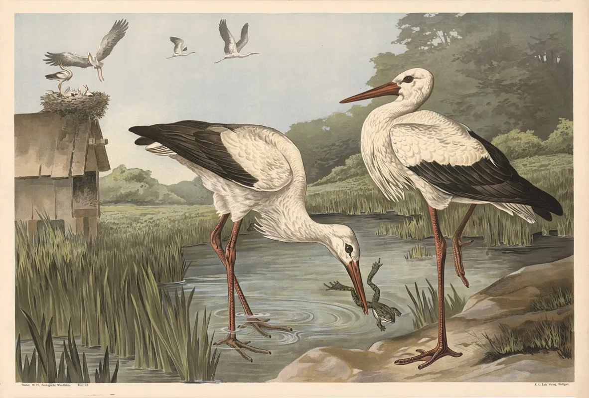Stork 3 Wall Art by Alfred Fiedler - High-Resolution Digital Print
