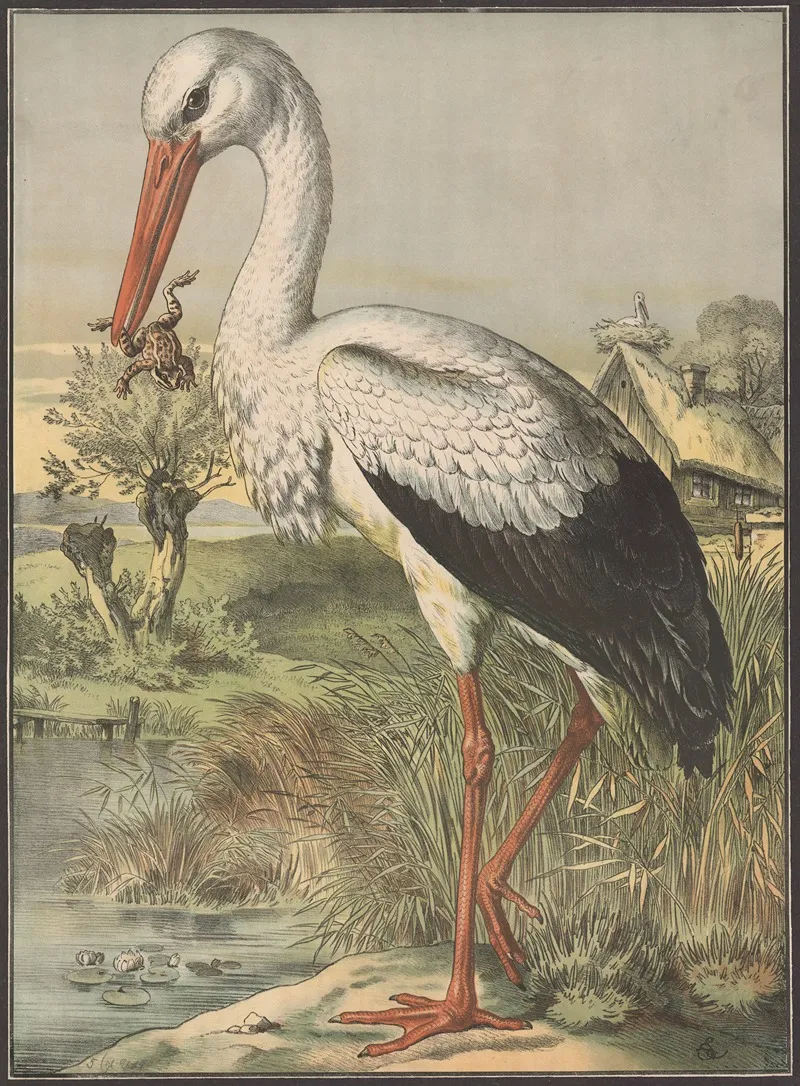 Stork 4 Wall Art by Emil Sachsse - High-Resolution Digital Print