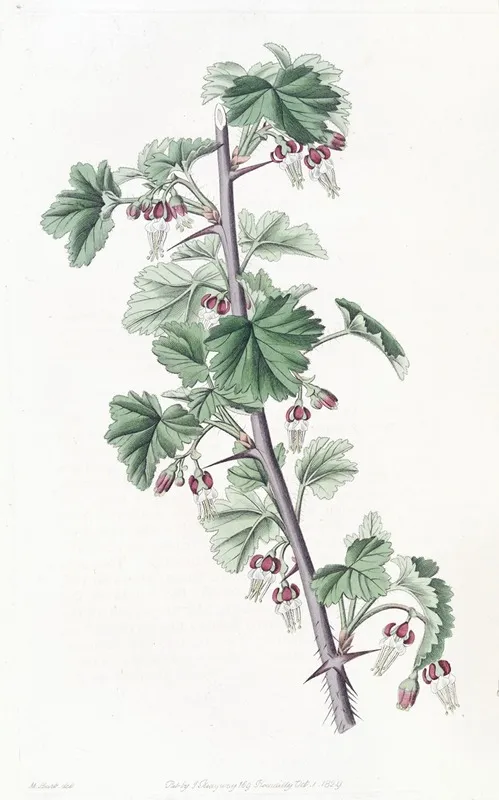 Straggling Gooseberry Wall Art by Sydenham Edwards - High-Resolution Digital Print