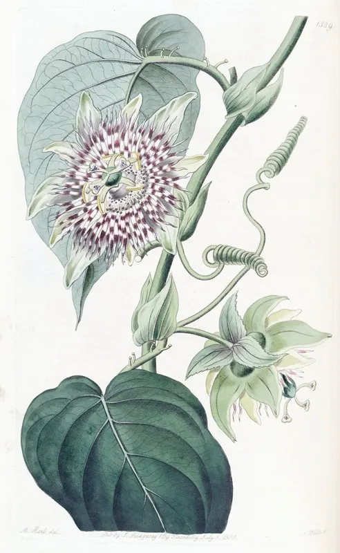 Strapped Passion Flower Wall Art by Sydenham Edwards - High-Resolution Digital Print