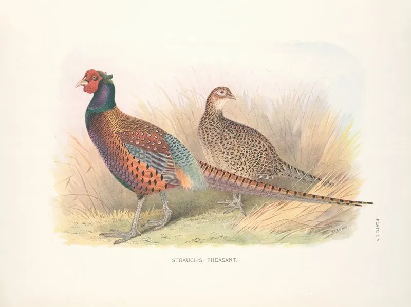 Strauchs Pheasant Phasianus Colchicus Strauchi Wall Art by Henry Jones - High-Resolution Digital Print