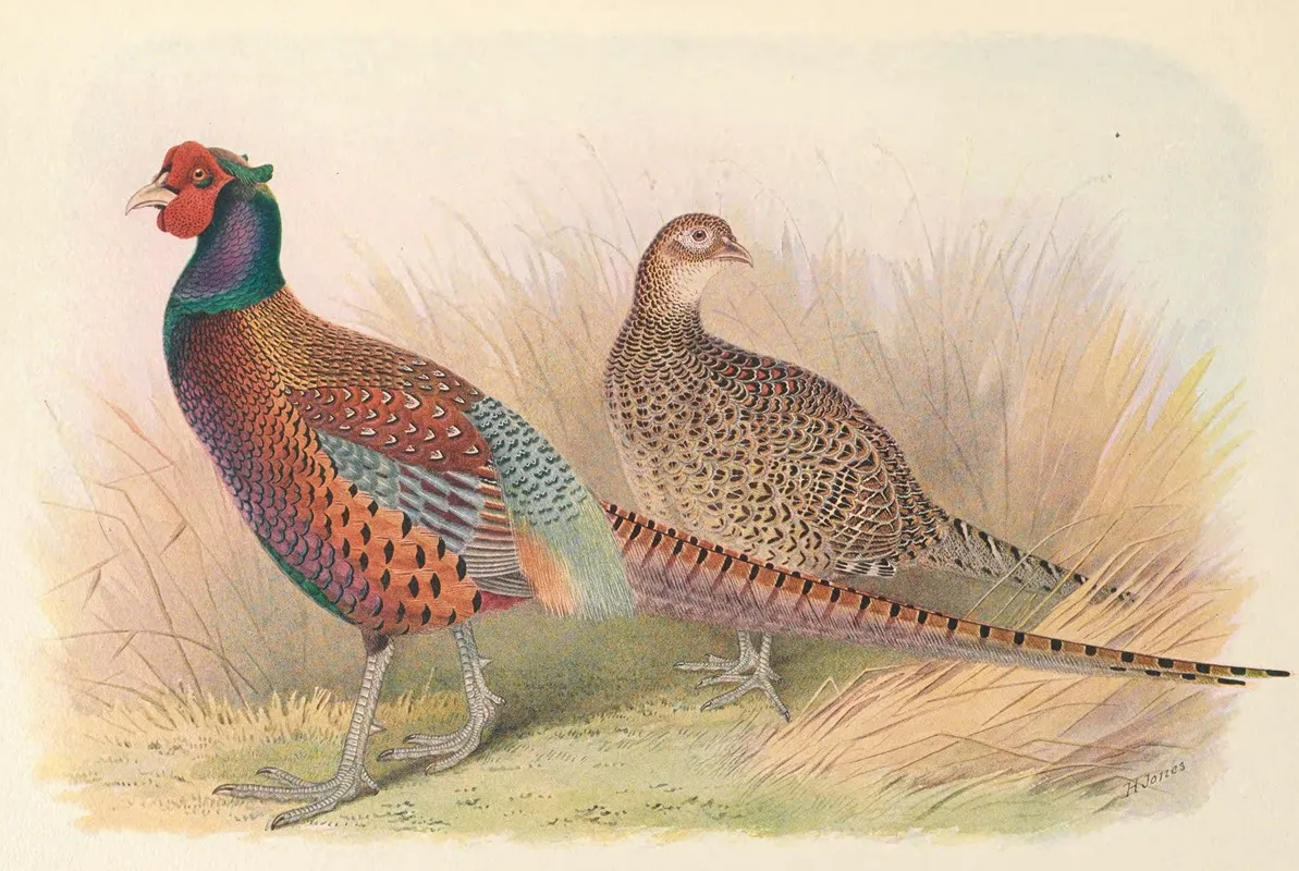 Strauchs Pheasant Wall Art by Henry Jones - High-Resolution Digital Print