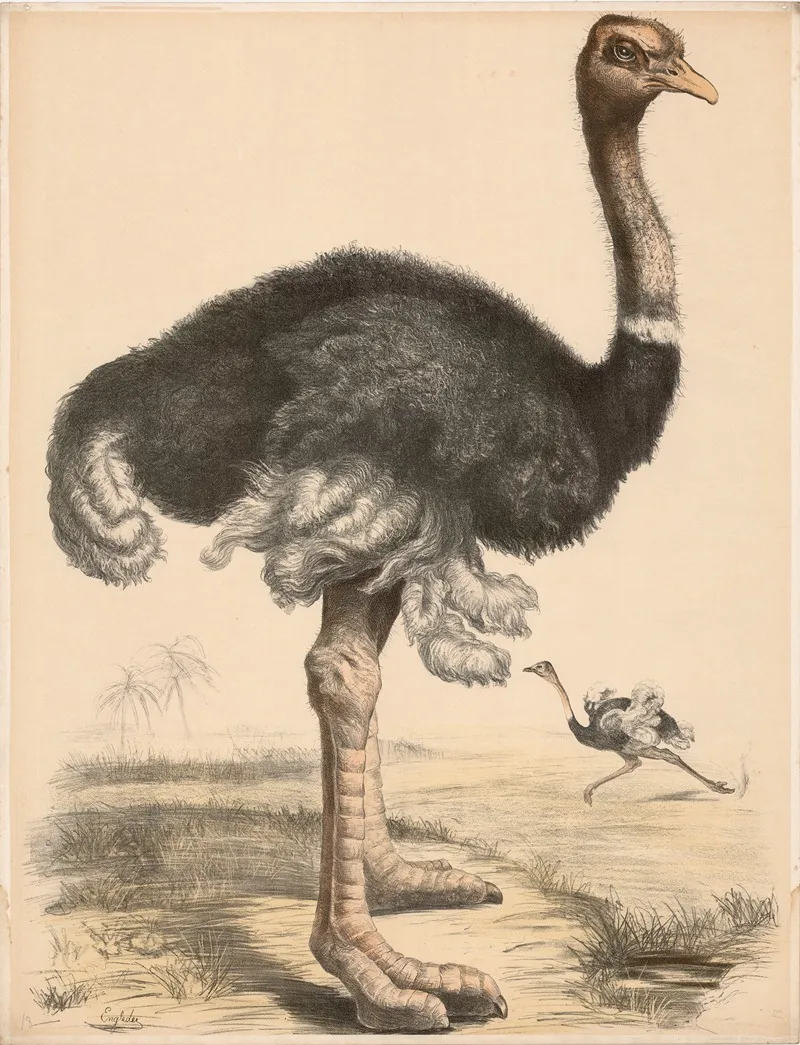 Strauss Struthio Camelus Wall Art by Franz Engleder - High-Resolution Digital Print