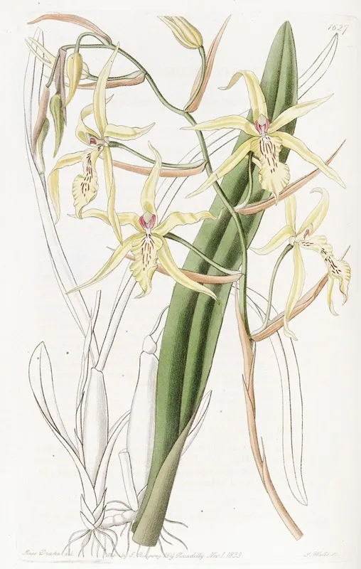 Straw Coloured Cyrtochilum Wall Art by Sydenham Edwards - High-Resolution Digital Print