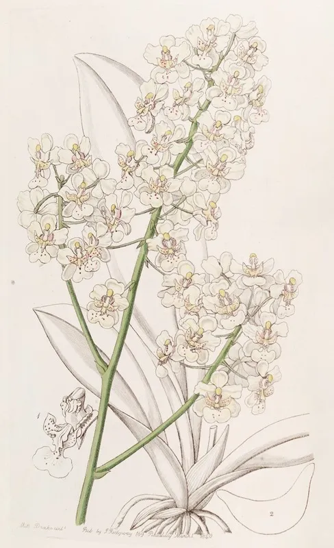 Straw Coloured Oncidium Wall Art by Sydenham Edwards - High-Resolution Digital Print