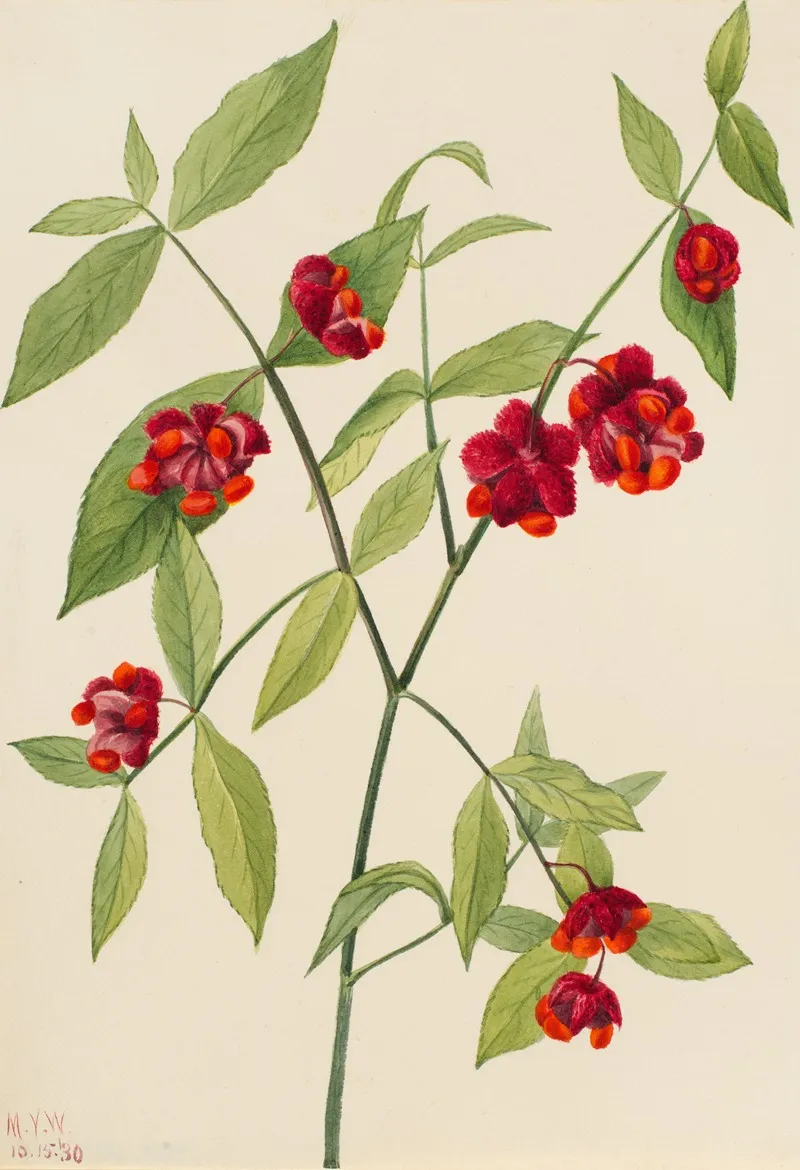 Strawberry Bush Hearts Bustin With Love Euonymus Americanus