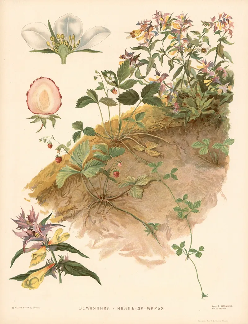 Strawberry Toadflax Wall Art by T-va I. D. Sytina - High-Resolution Digital Print