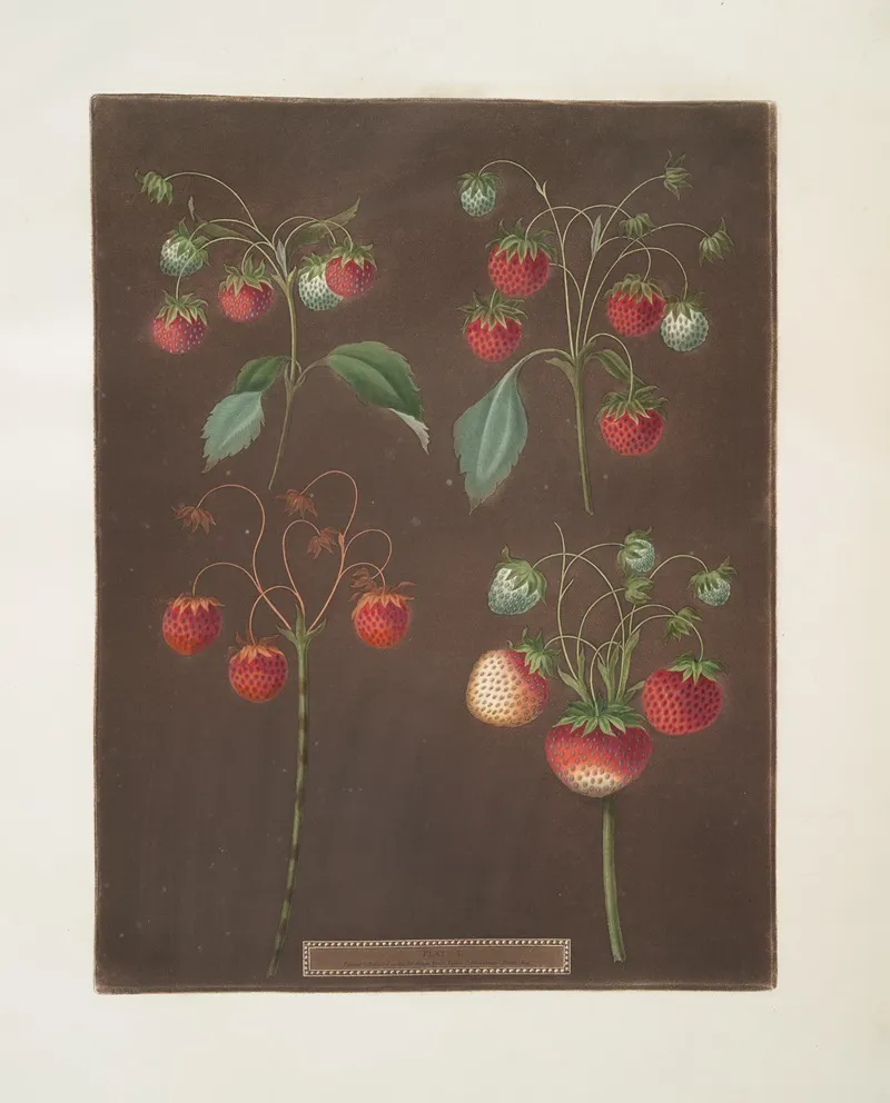 Strawberry Varieties Early Scarlet Late Scarlet Golden Drop Pine Wall Art by George Brookshaw - High-Resolution Digital Print