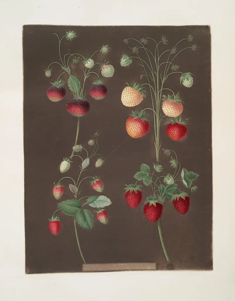 Strawberry Varieties Hoboy Chili Strawberry Scarlet Alpine Scarlet Flesh Pine Wall Art by George Brookshaw - High-Resolution Digital Print