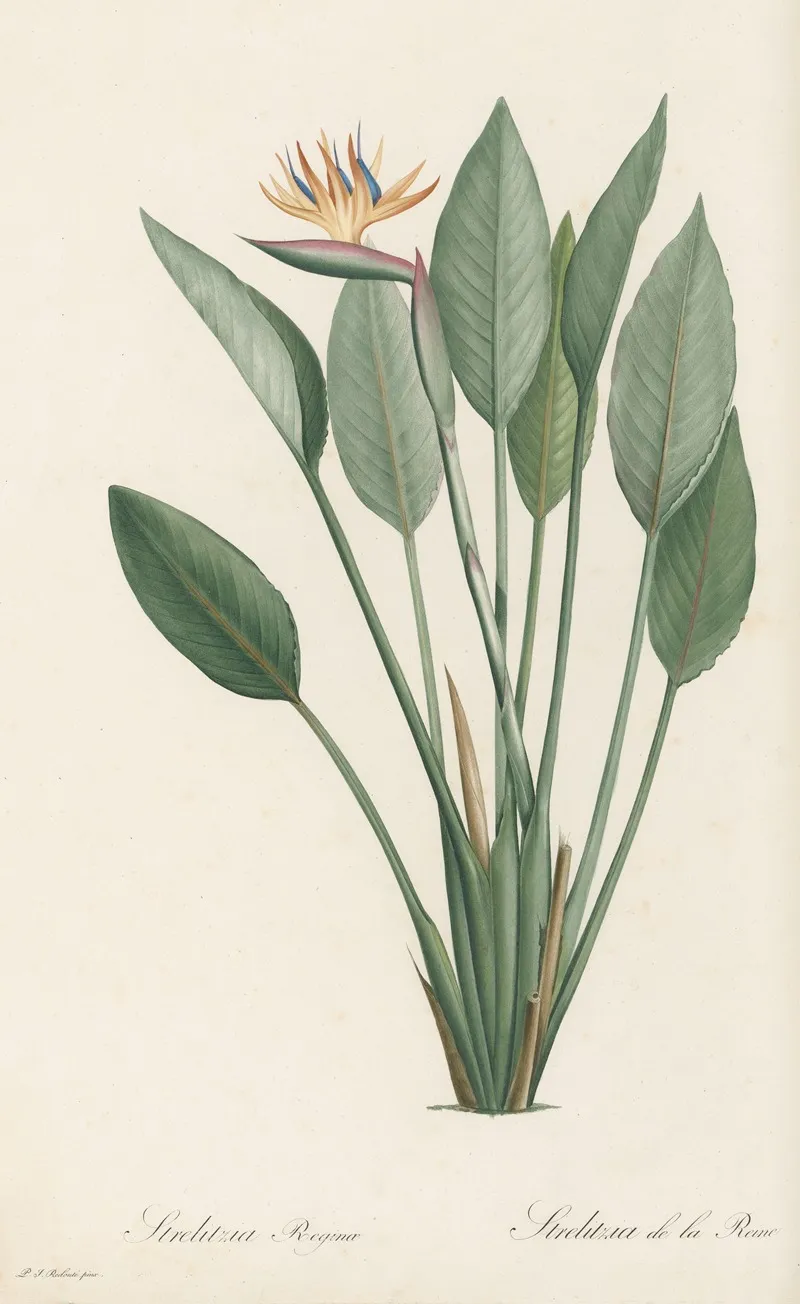 Strelitzia Reginae 2 Wall Art by Pierre Joseph Redouté - High-Resolution Digital Print