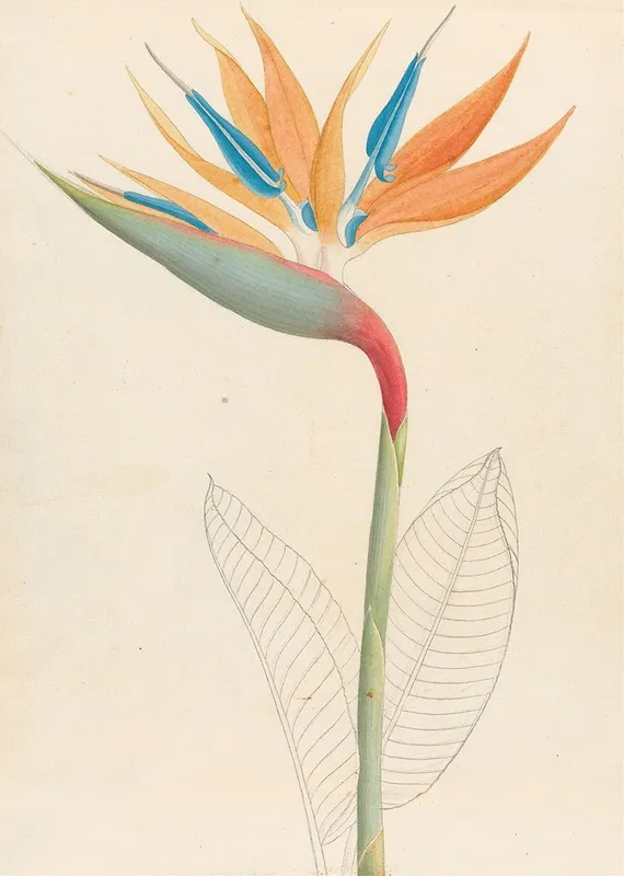Strelitzia Reginae Wall Art by Clemenz Heinrich Wehdemann - High-Resolution Digital Print
