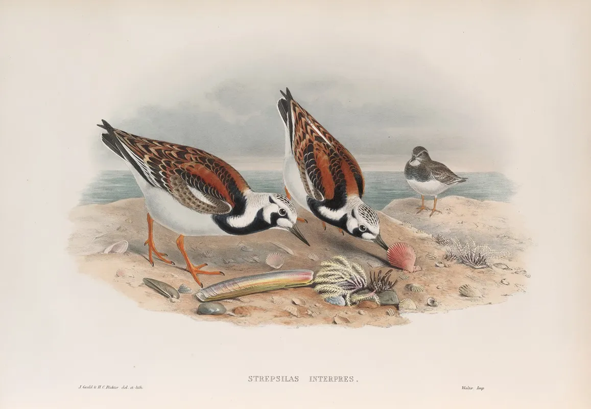 Strepsilas Interpres Turnstone Wall Art by John Gould - High-Resolution Digital Print