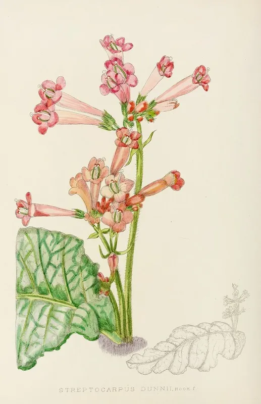 Streptocarpus Dunnii Wall Art by Illtyd Buller Pole-Evans - High-Resolution Digital Print