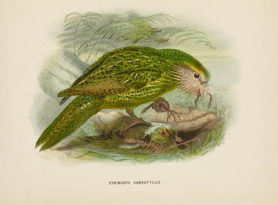 Stringops Habroptilus Wall Art by John Gerrard Keulemans - High-Resolution Digital Print