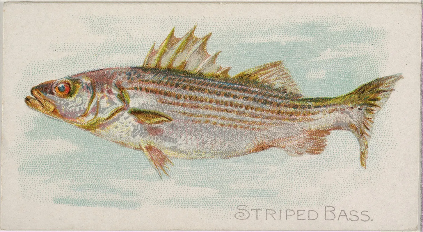 Striped Bass Wall Art by Allen &amp; Ginter - High-Resolution Digital Print