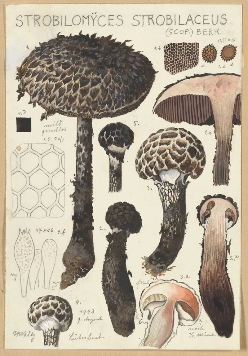 Strobilomyces Strobilaceus Scop Berk Wall Art by Hans Walty - High-Resolution Digital Print