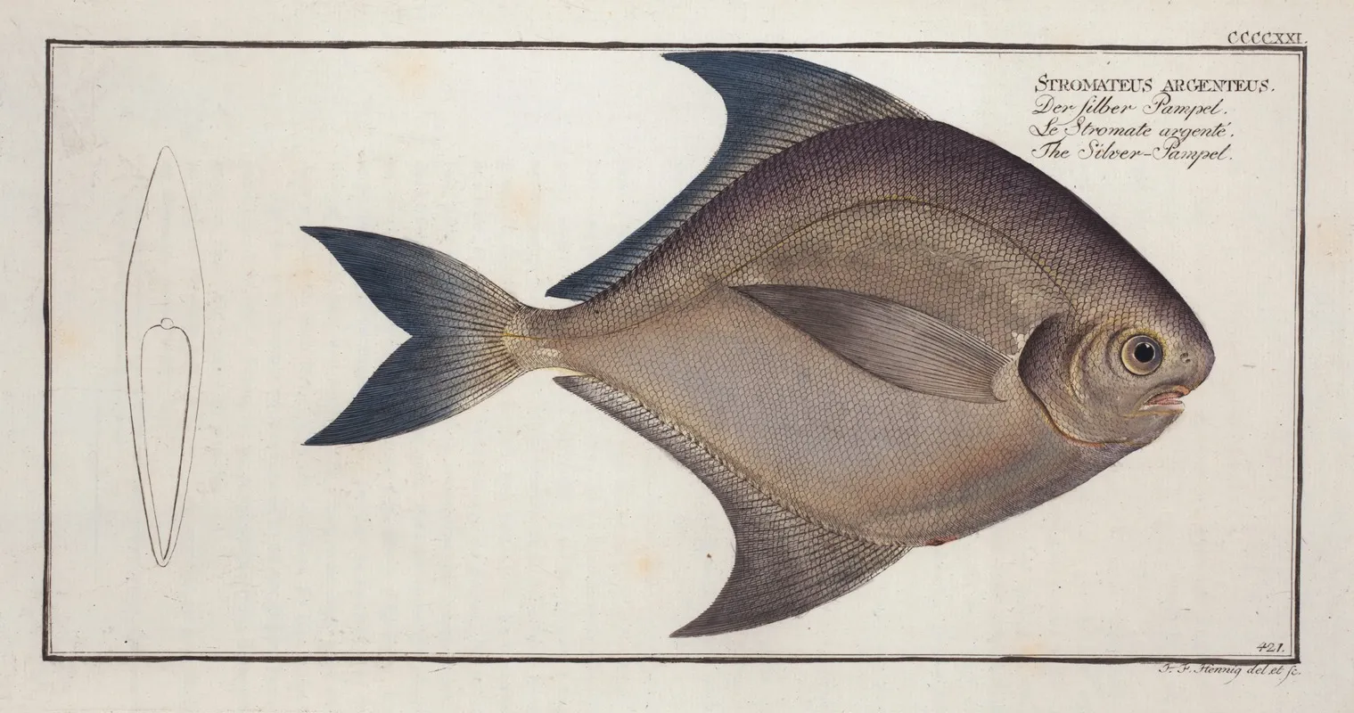 Stromateus Argenteus The Silver Pampel Wall Art by Marcus Elieser Bloch - High-Resolution Digital Print