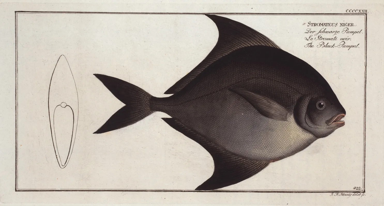 Stromateus Niger The Black Pampel Wall Art by Marcus Elieser Bloch - High-Resolution Digital Print