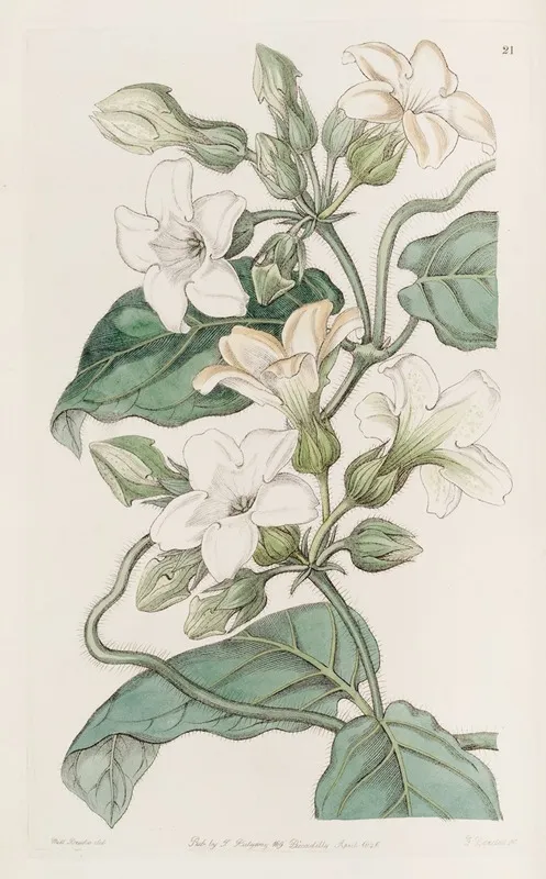 Strong Scented Schubertia Wall Art by Sydenham Edwards - High-Resolution Digital Print