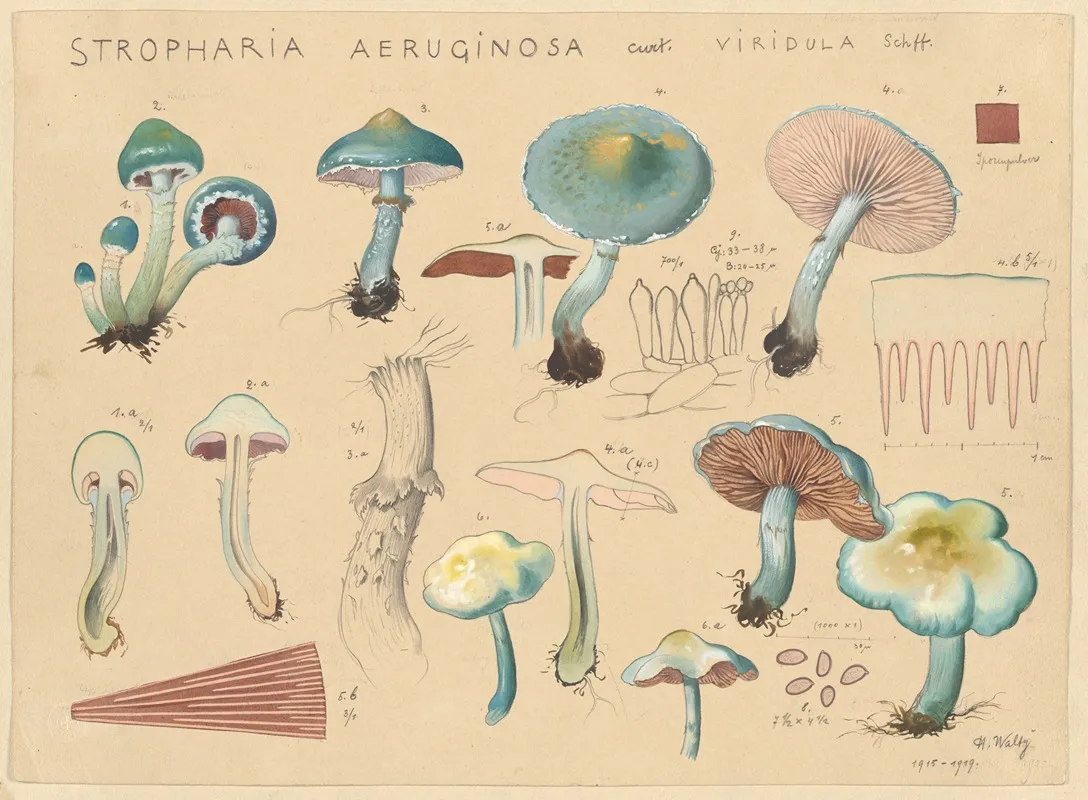 Stropharia Aeruginosa Curt Viridula Schff Wall Art by Hans Walty - High-Resolution Digital Print