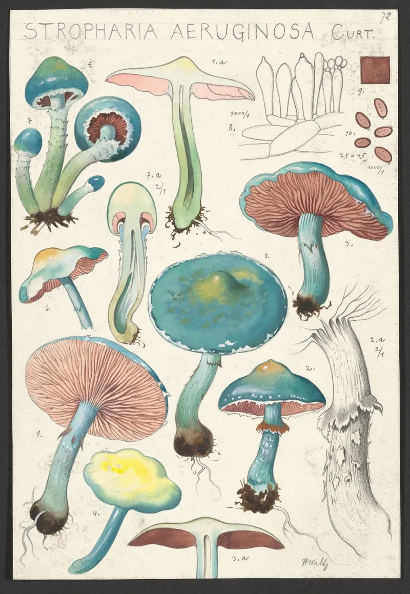 Stropharia Aeruginosa Curt Wall Art by Hans Walty - High-Resolution Digital Print