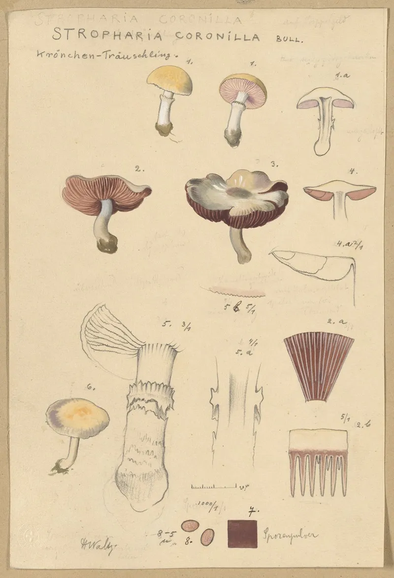 Stropharia Coronilla Bull Wall Art by Hans Walty - High-Resolution Digital Print
