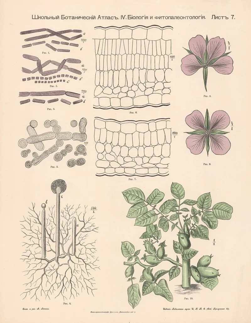 Structure Of Plant Parts Wall Art by Alexander-Paul Henckel - High-Resolution Digital Print