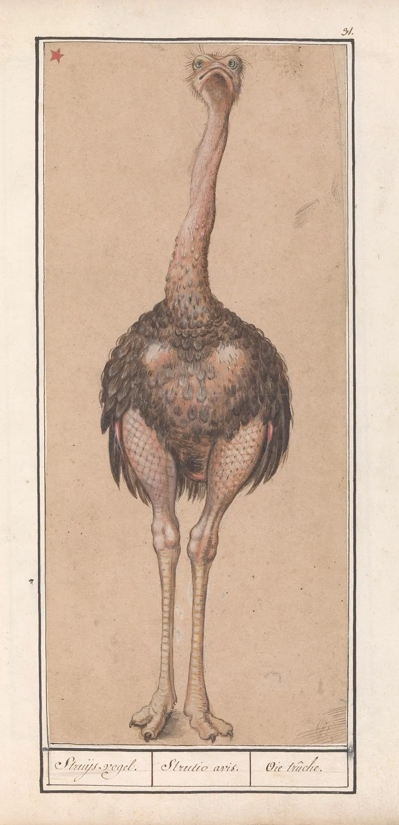 Struisvogel Struthio Camelus Struijs Vogel Strutio Avis Oie Truche Wall Art by Anselmus Boëtius de Boodt - High-Resolution Digital Print