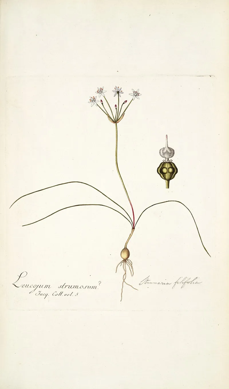 Strumaria Filifolia Wall Art by Nikolaus Joseph Freiherr von Jacquin - High-Resolution Digital Print