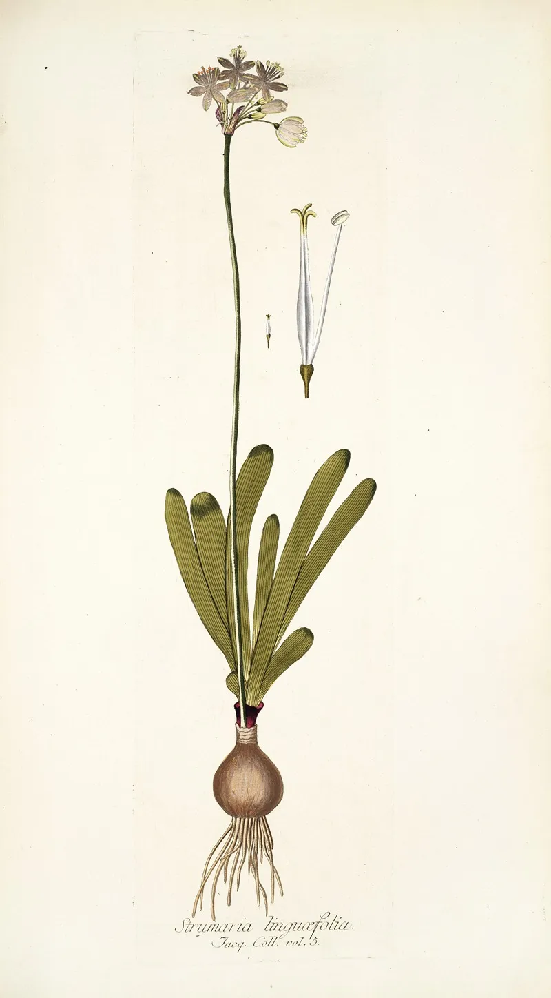 Strumaria Linguaefolia Wall Art by Nikolaus Joseph Freiherr von Jacquin - High-Resolution Digital Print