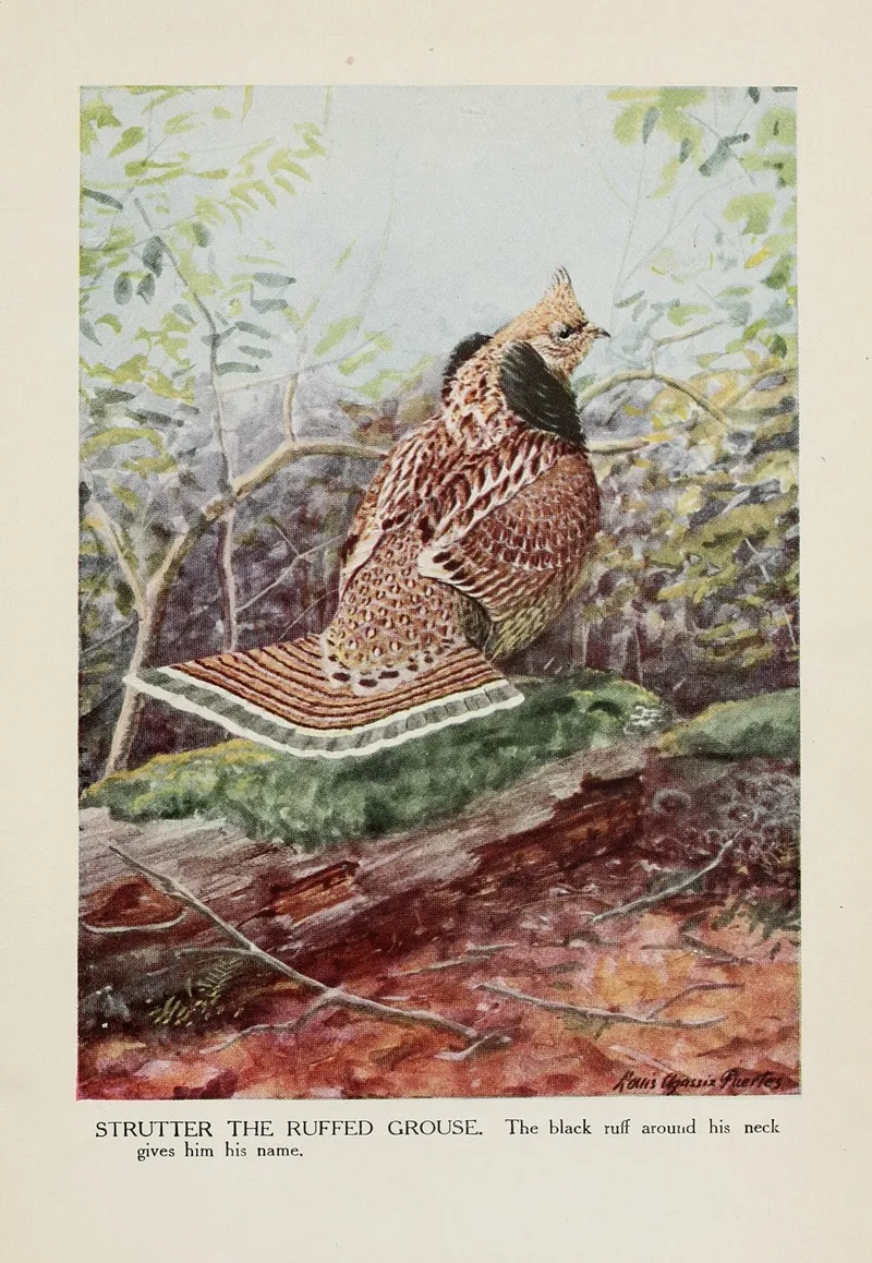 Strutter The Ruffed Grouse Wall Art by Louis Agassiz Fuertes - High-Resolution Digital Print