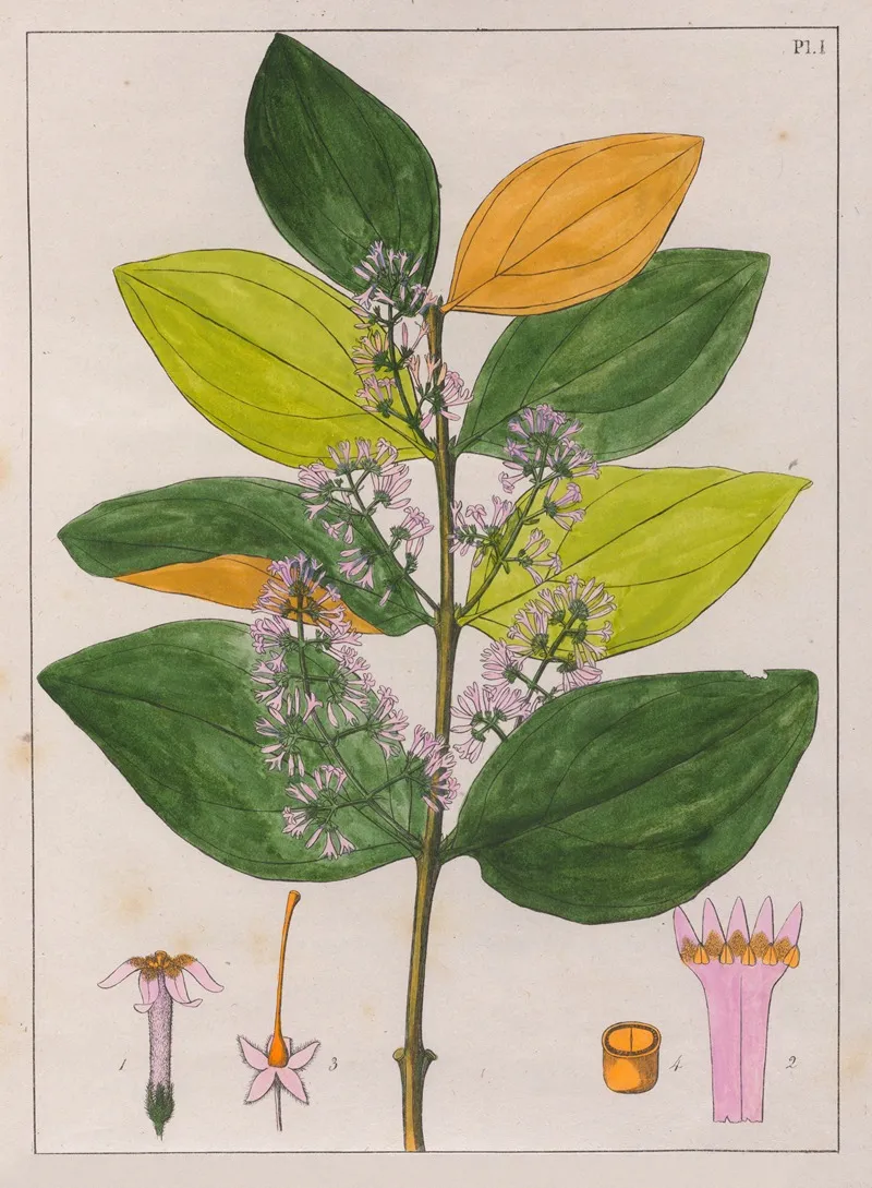 Strychnos Pseudoquina Wall Art by Auguste de Saint-Hilaire - High-Resolution Digital Print