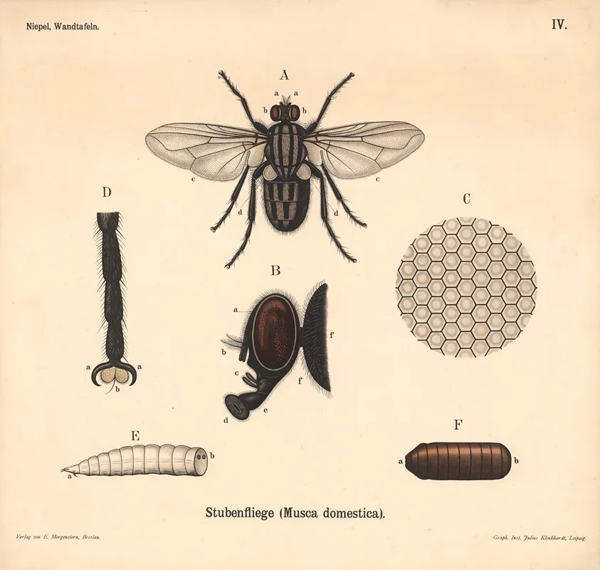 Stubenfliege Musca Domestica Wall Art by Julius Klinkhardt - High-Resolution Digital Print