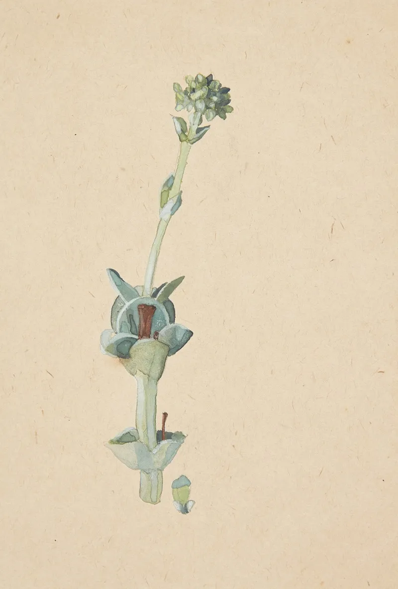 Studie Af En Blomst