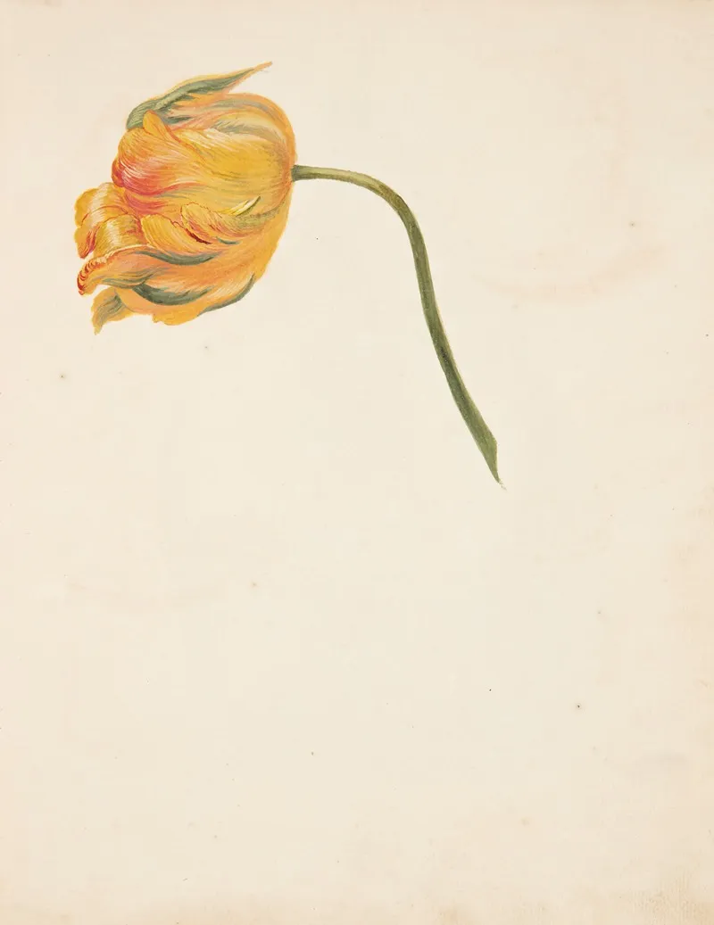 Studie Af Gul Tulipan Wall Art by Johanna Fosie - High-Resolution Digital Print