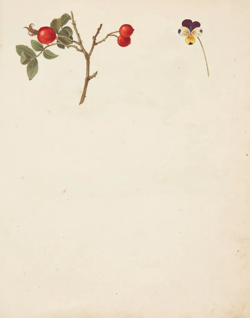 Studie Af Hyben Og Stedmoderblomst Wall Art by Johanna Fosie - High-Resolution Digital Print